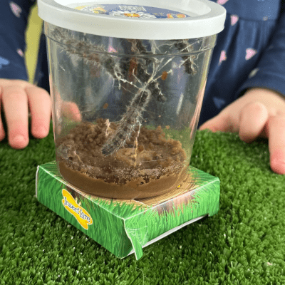 Image from First Steps Learning