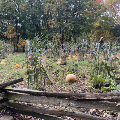 Image from Universal Guardian