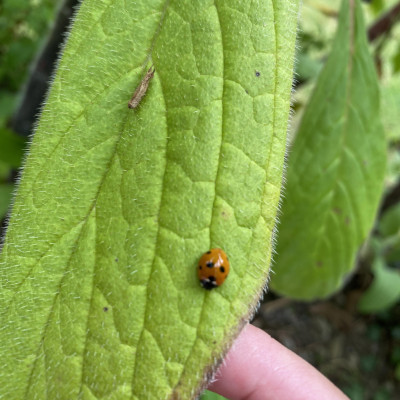 Image from Universal Guardian