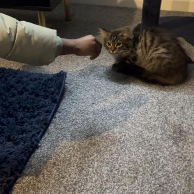 Image from Fizz