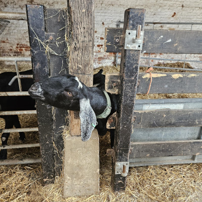 Image from Purple f