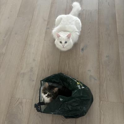 Image from Sephie