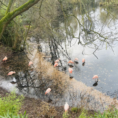 Image from Teeny turtles