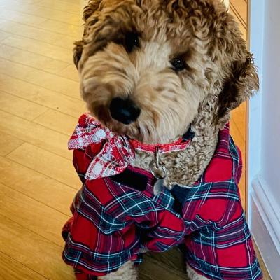 Image from Jess Sheps