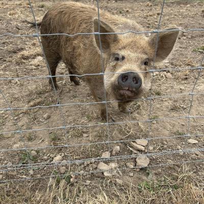 Image from hillfarm