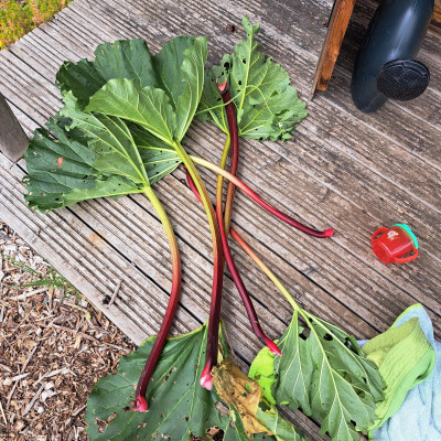 Image from Happy Sprouts 