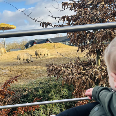 Image from Teeny turtles