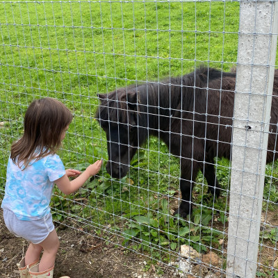 Image from Universal Guardian