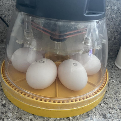 Image from First Steps Learning