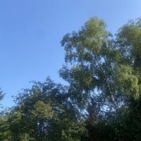 Greener