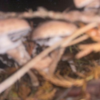Image from Skyler