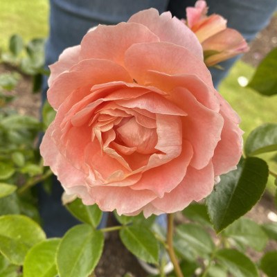 Image from Universal Guardian