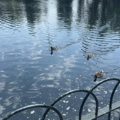 Image from Liz