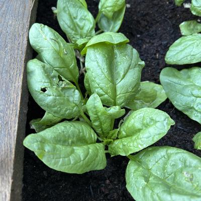 Image from hillfarm