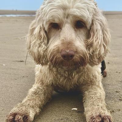 Image from TestDev