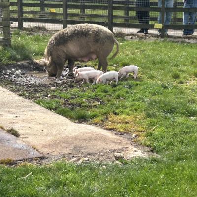 Image from hillfarm