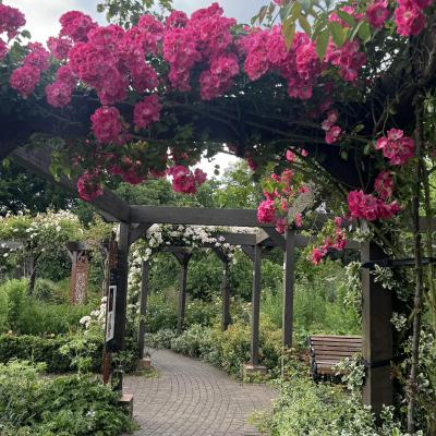 Image from Bloom