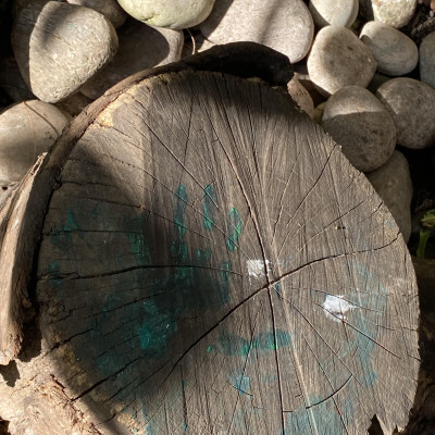 Image from sunflowe