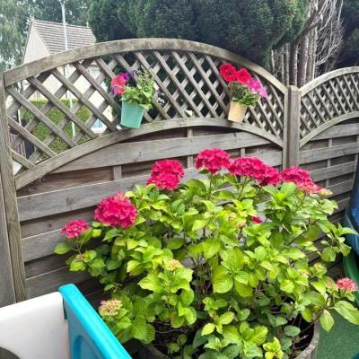 Image from Mischelle Akid