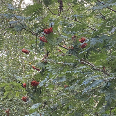 Image from Universal Guardian