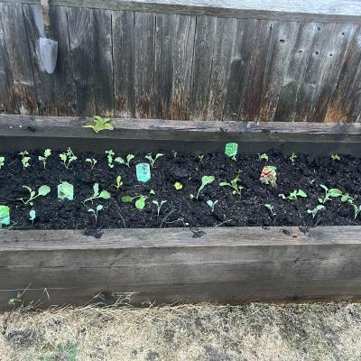 Image from Joeys