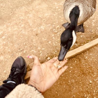 Image from Prisca Home Nursery