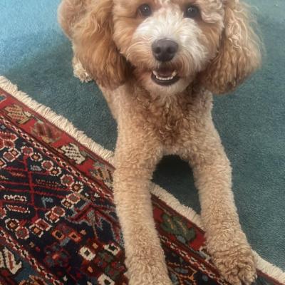 Image from AWW