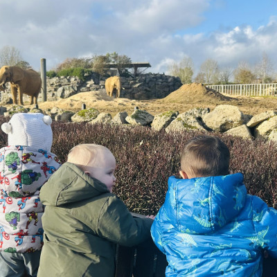 Image from Teeny turtles