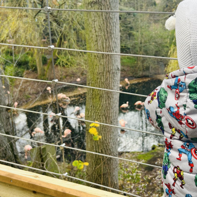 Image from Teeny turtles