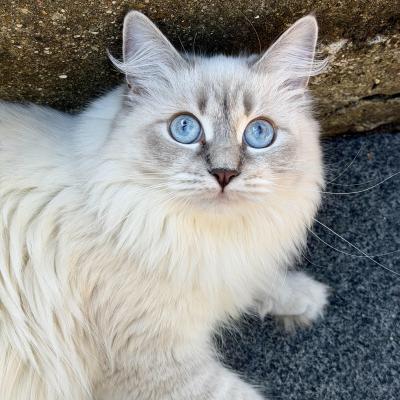 Image from Borislava