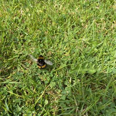 Image from Universal Guardian