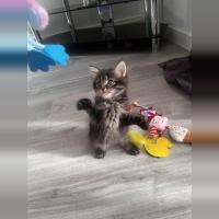 rabia 