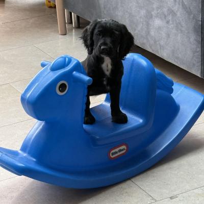 Image from Jemmas little Jems