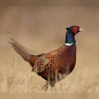 Pheasant