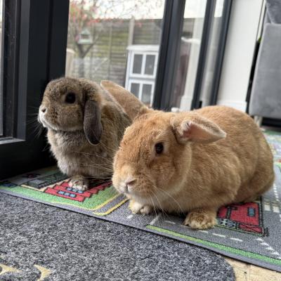 Image from Jemmas little Jems