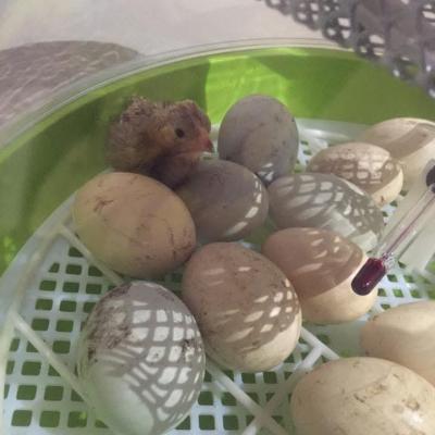 Image from Toybox