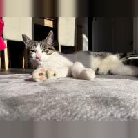 Meow40