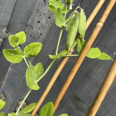 Image from hillfarm