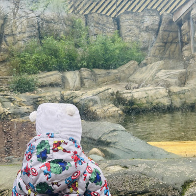 Image from Teeny turtles