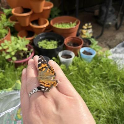 Image from Helens Honeybees
