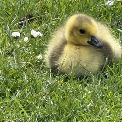 Image from Helens Honeybees