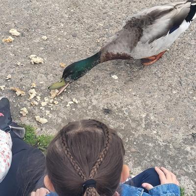 Image from Caterpillars