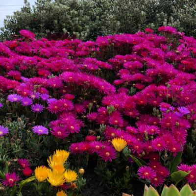 Image from TestDev