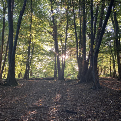 Image from Demeter