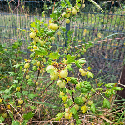 Image from Happy Sprouts 