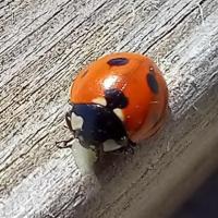 Ladybird