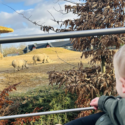 Image from Teeny turtles