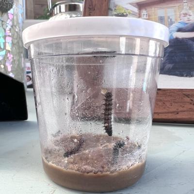 Image from Mischelle Akid