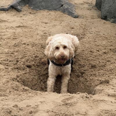 Image from TestDev