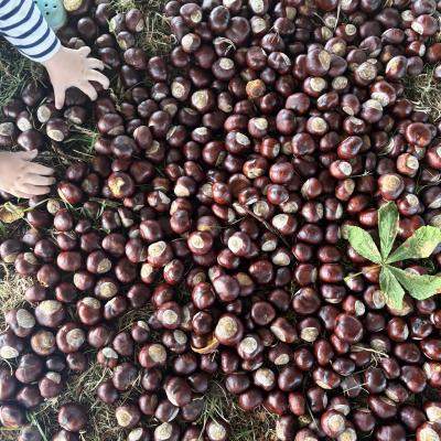 Image from Flora